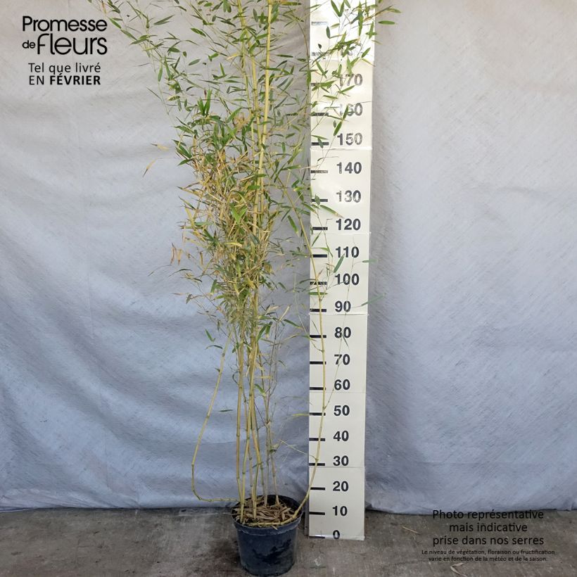 Exemplar von Rauher Gelbrinnen-Bambus Spectabilis - Phyllostachys aureosulcata wie im Winter geliefert