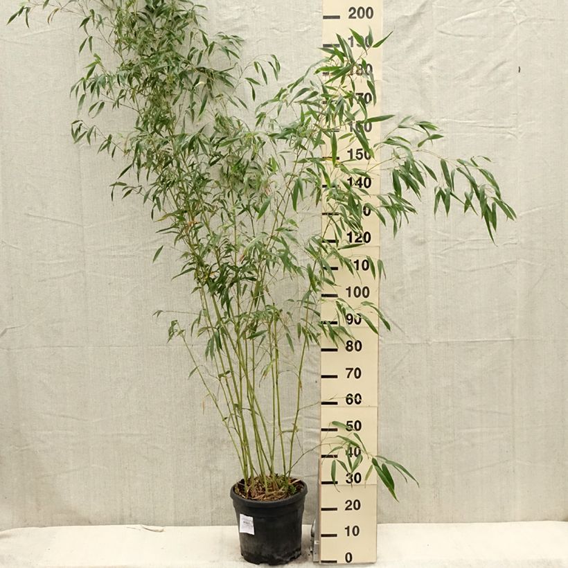 Exemplar von Gebogener Bambus - Phyllostachys flexuosa Topf mit 12L/15LGelieferte Höhe ca. 175/+cm wie im Frühjahr geliefert