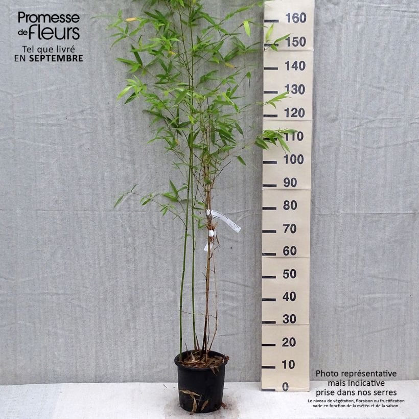 Exemplar von Phyllostachys glauca - Bambou moyen Pot de 4/5L wie im Herbst geliefert