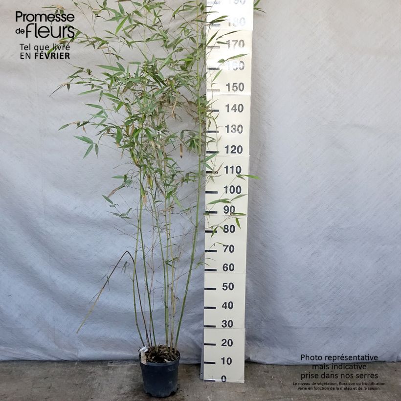 Exemplar von Phyllostachys glauca - Bambou moyen Pot de 4/5L wie im Winter geliefert