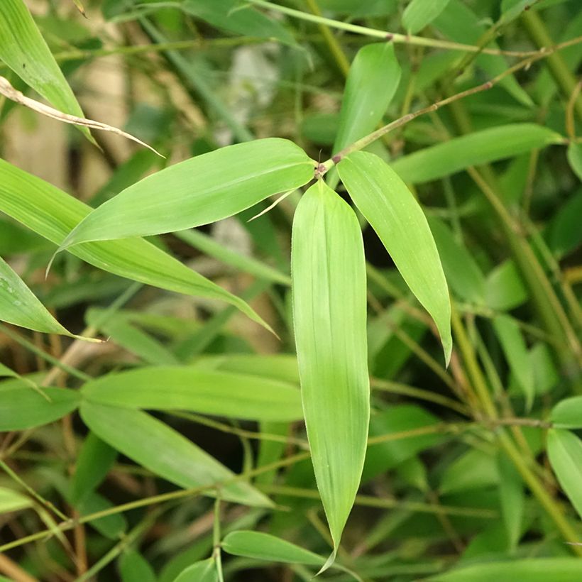 Blauer Bambus - Phyllostachys glauca (Laub)