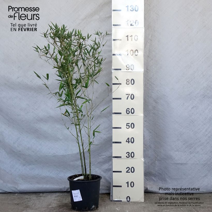 Exemplar von Phyllostachys heteroclada - Bambou en écailles de poisson Pot de 4/5L wie im Winter geliefert