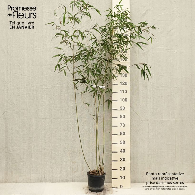 Exemplar von Phyllostachys iridescens - Bambou géant Pot de 4L/5L wie im Winter geliefert