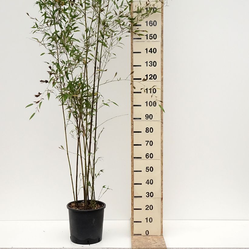 Exemplar von Tigerfleckenbambus Boryana - Phyllostachys nigra Topf mit 12L/15LGelieferte Höhe ca. 150/200cm wie im Winter geliefert