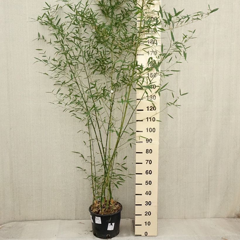 Exemplar von Phyllostachys parvifolia - Bambou géant - en pot de 12L/15L wie im Herbst geliefert