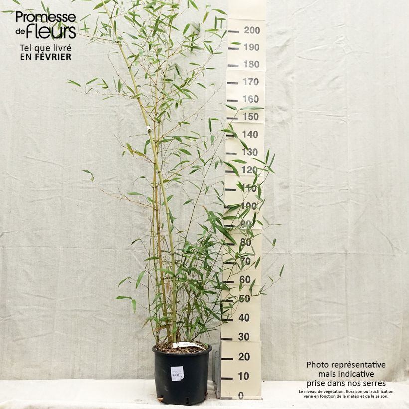 Exemplar von Phyllostachys parvifolia - Bambou géant - en pot de 12L/15L wie im Winter geliefert