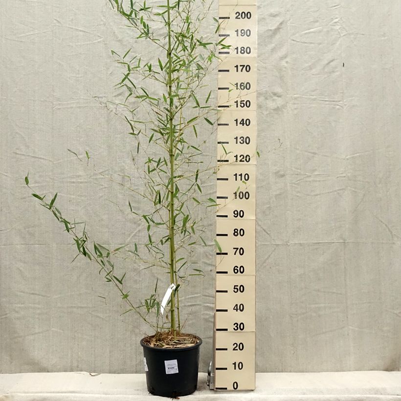 Exemplar von Kleinblütiger Bambus - Phyllostachys parviflora Topf mit 12L/15LGelieferte Höhe ca. 175/200cm wie im Frühjahr geliefert