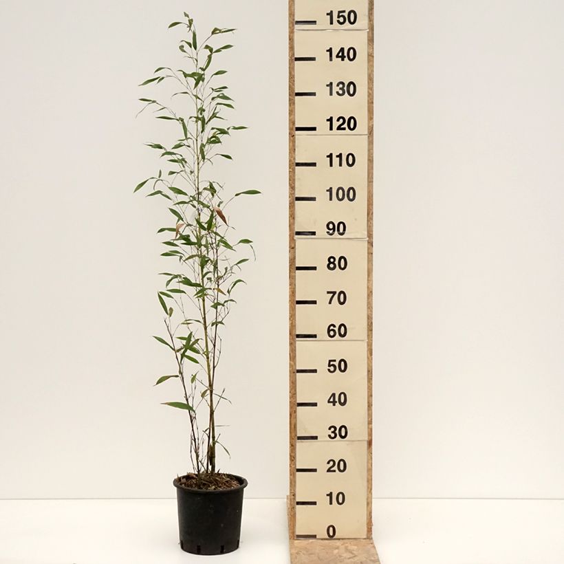 Exemplar von Gelber Furchen Bambus Sulphurea - Phyllostachys viridis Topf mit 4L/5LGelieferte Höhe ca. 60/80cm wie im Winter geliefert