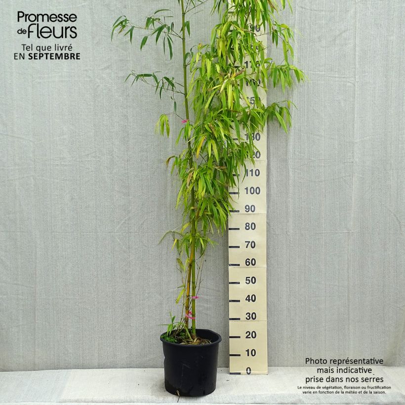 Exemplar von Gelber Furchen Bambus Huangwenzhu - Phyllostachys vivax wie im Herbst geliefert