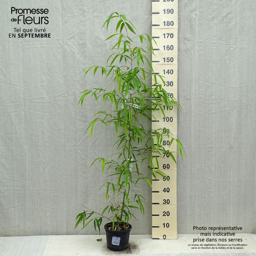 Exemplar von Gelber Furchen Bambus Huangwenzhu - Phyllostachys vivax wie im Herbst geliefert