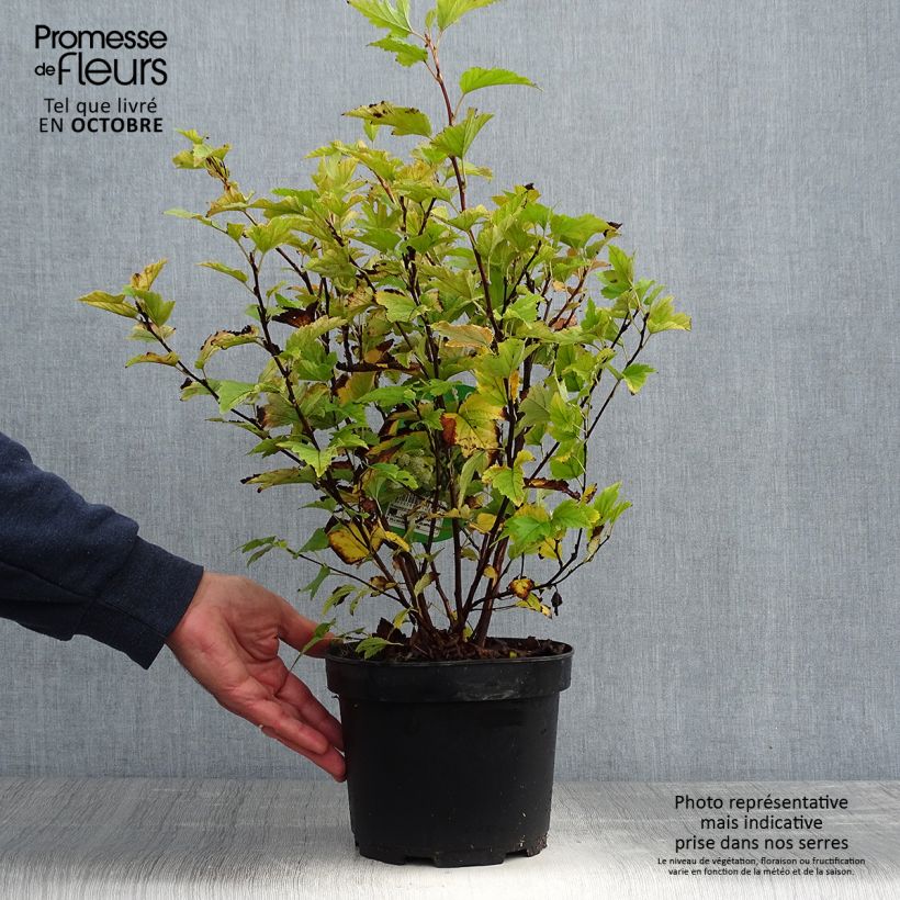 Exemplar von Physocarpus Dart s Gold 40/50cm en pot de 3.5L - Physocarpe wie im Herbst geliefert