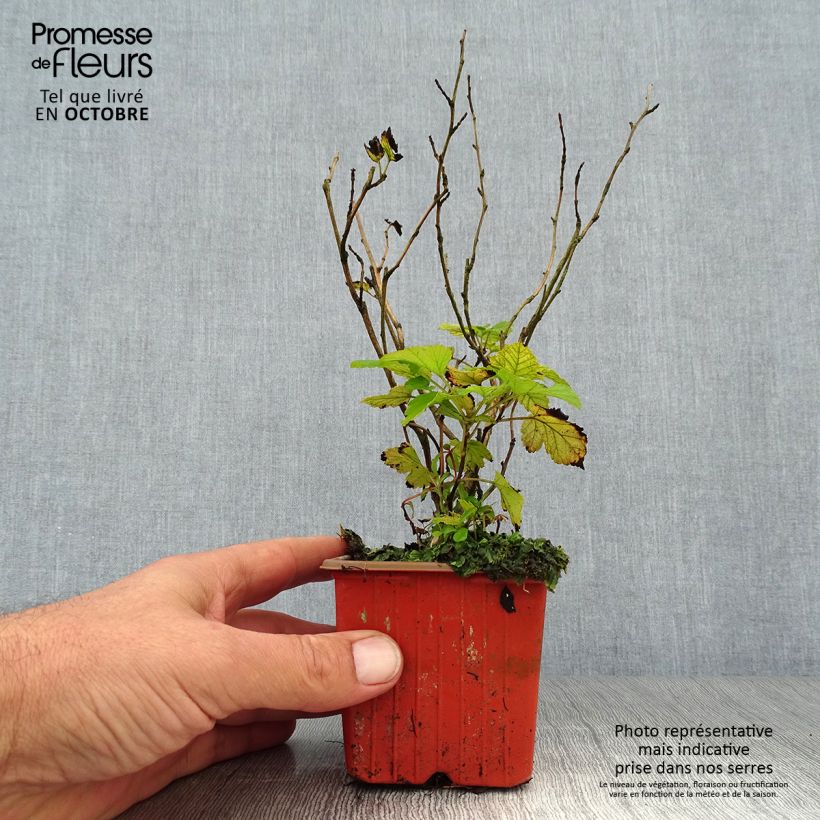 Exemplar von Physocarpus Dart s Gold en godet de 9cm- Physocarpe wie im Herbst geliefert