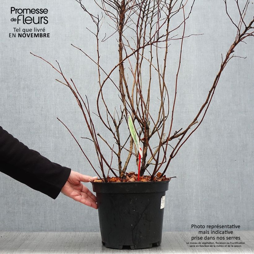 Exemplar von Physocarpus Dart s Gold livré en pot de 7,5L/10L wie im Herbst geliefert