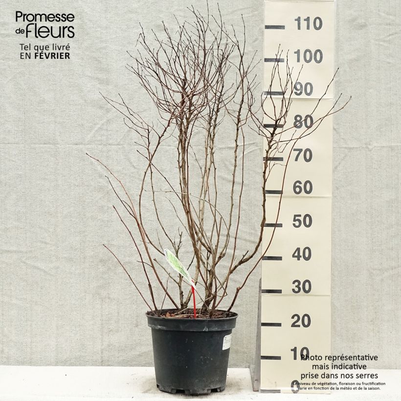 Exemplar von Physocarpus Dart s Gold livré en pot de 7,5L/10L wie im Winter geliefert