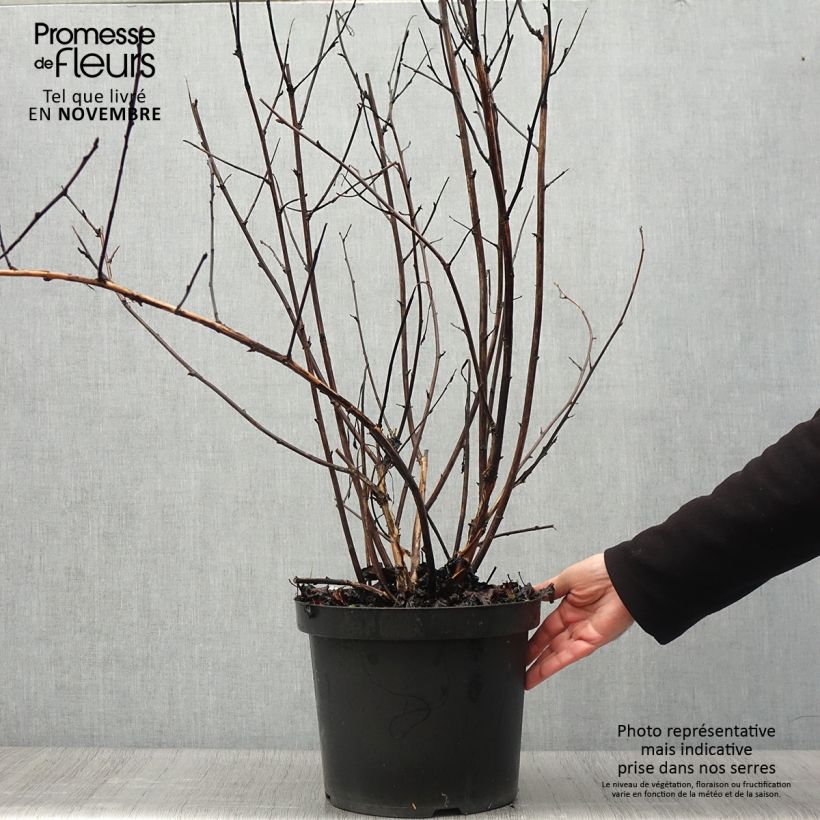 Exemplar von Physocarpus Midnight - Physocarpe à feuille d'obier en pot de 10L wie im Herbst geliefert