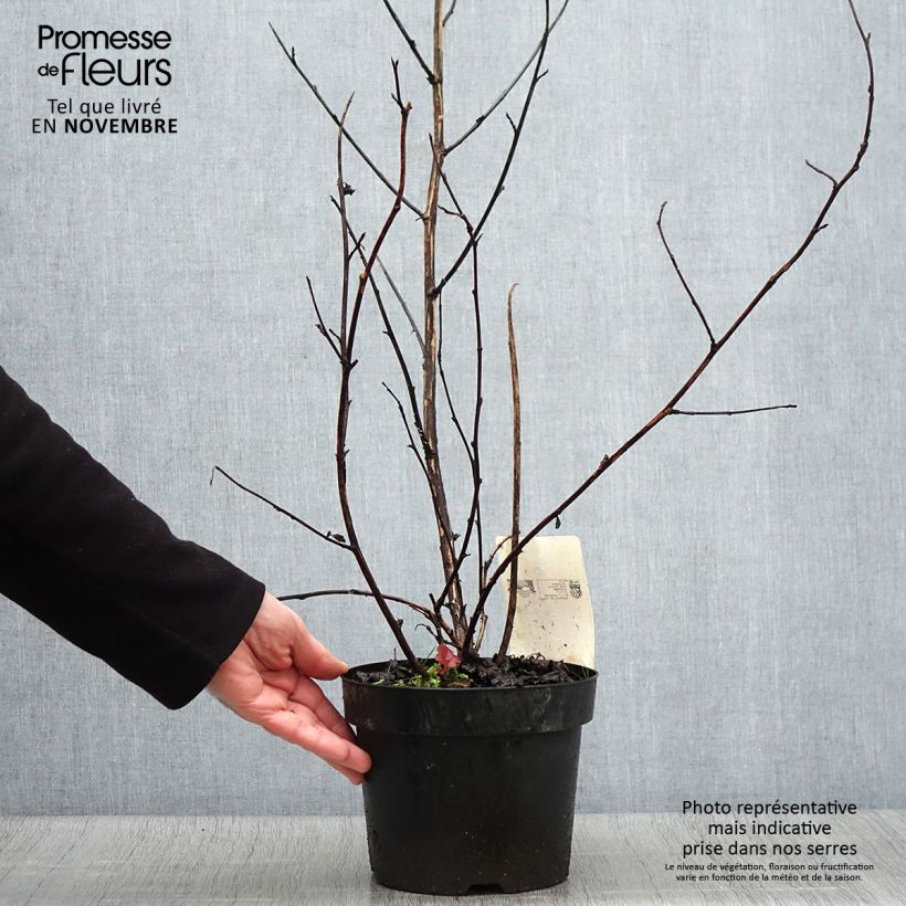 Exemplar von Physocarpus Midnight - Physocarpe à feuille d'obier en pot de 3.5L wie im Herbst geliefert