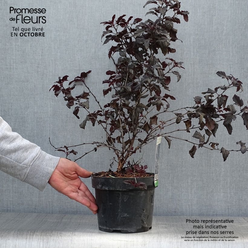 Exemplar von Blasenspiere All Black - Physocarpus wie im Herbst geliefert