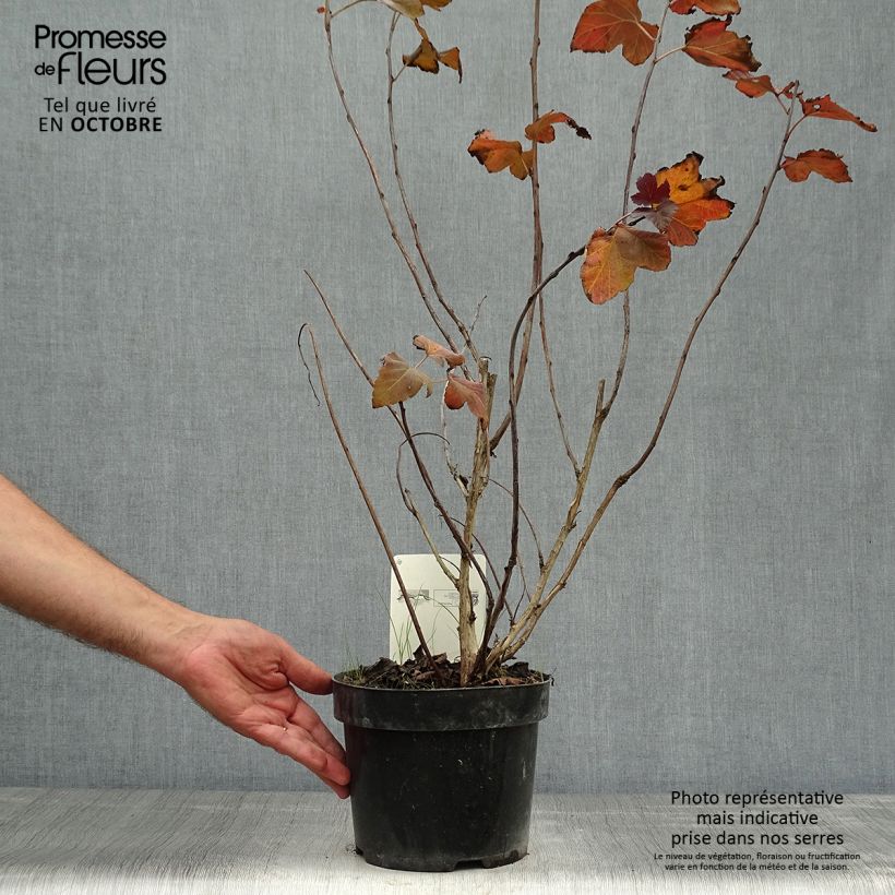 Exemplar von Blasenspiere Amber Jubilee - Physocarpus wie im Herbst geliefert