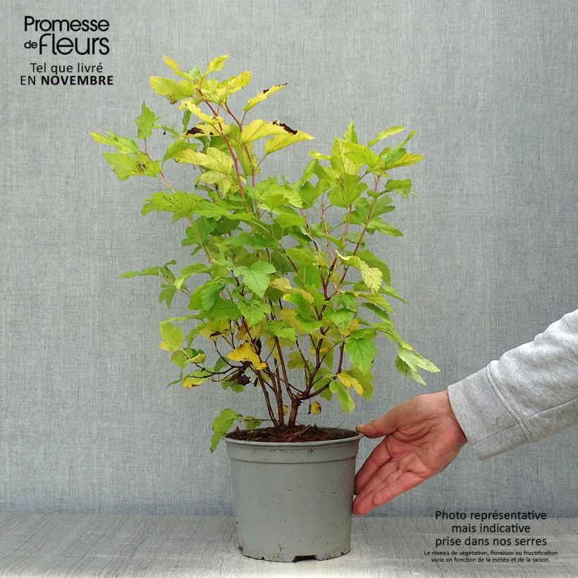 Exemplar von Physocarpus opulifolius Angel Gold en pot de 3/4L wie im Herbst geliefert