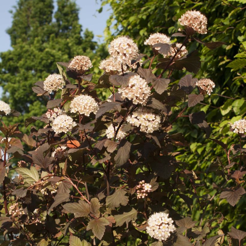 Blasenspiere Diable D'Or - Physocarpus (Blüte)