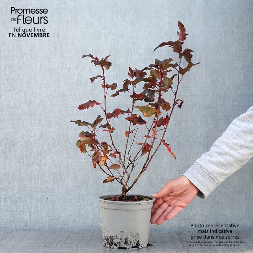 Exemplar von Blasenspiere Diable D'Or - Physocarpus wie im Herbst geliefert