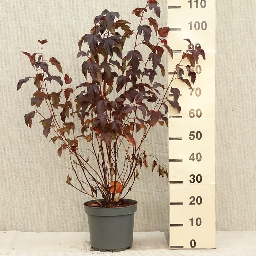 Exemplar von Physocarpus opulifolius Diabolo en pot de 7,5L/10L wie im Herbst geliefert