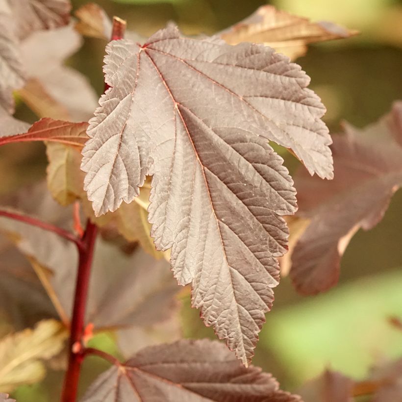 Dunkelrote Blasenspiere Diabolo - Physocarpus (Laub)