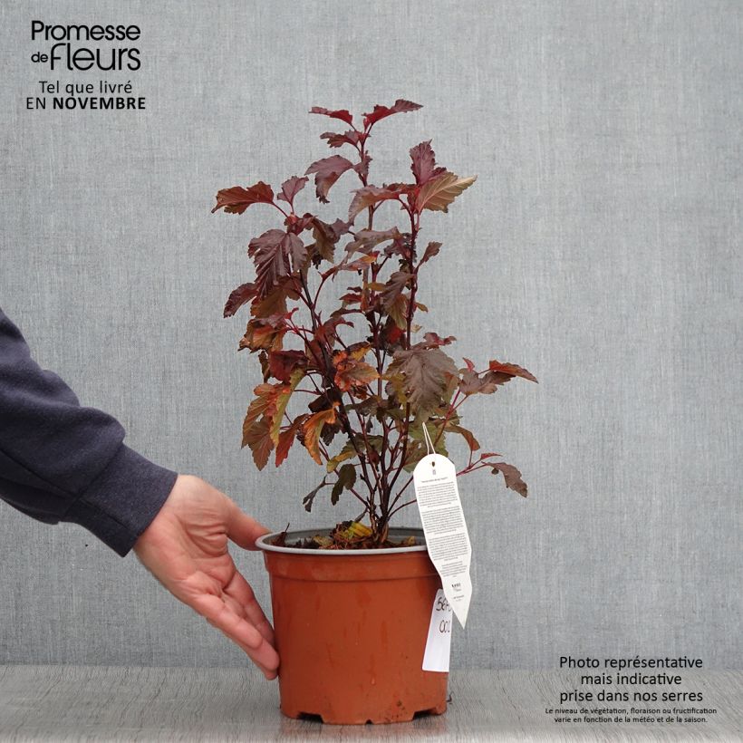 Exemplar von Blasenspiere Little Angel - Physocarpus wie im Herbst geliefert