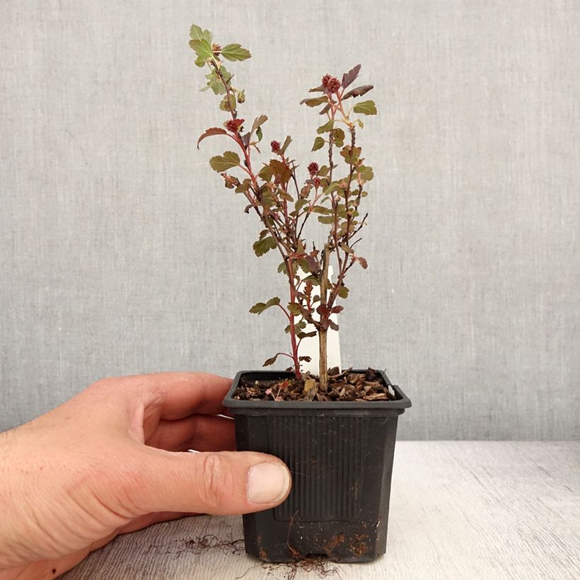 Exemplar von Blasenspiere Little Joker - Physocarpus Kleine Töpfe von 8/9 cm wie im Frühjahr geliefert