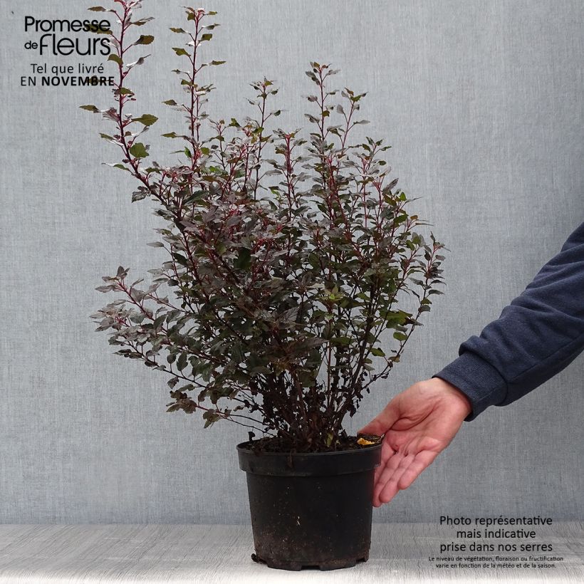 Exemplar von Physocarpus opulifolius Little Joker - Physocarpe nain Pot de 2L/3L wie im Herbst geliefert