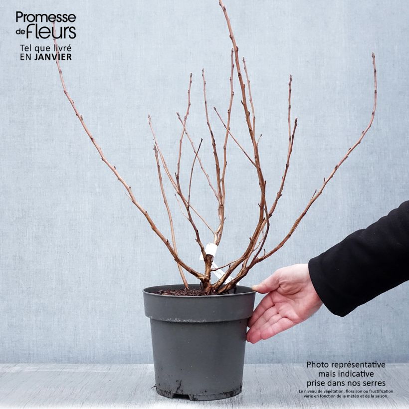 Exemplar von Physocarpus opulifolius Magic Ball - Physocarpe Pot de 3L/4L wie im Winter geliefert