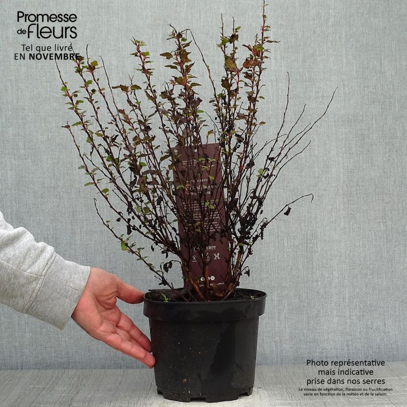 Exemplar von Blasenspiere Magic Sweet Cherry Tea - Physocarpus wie im Herbst geliefert