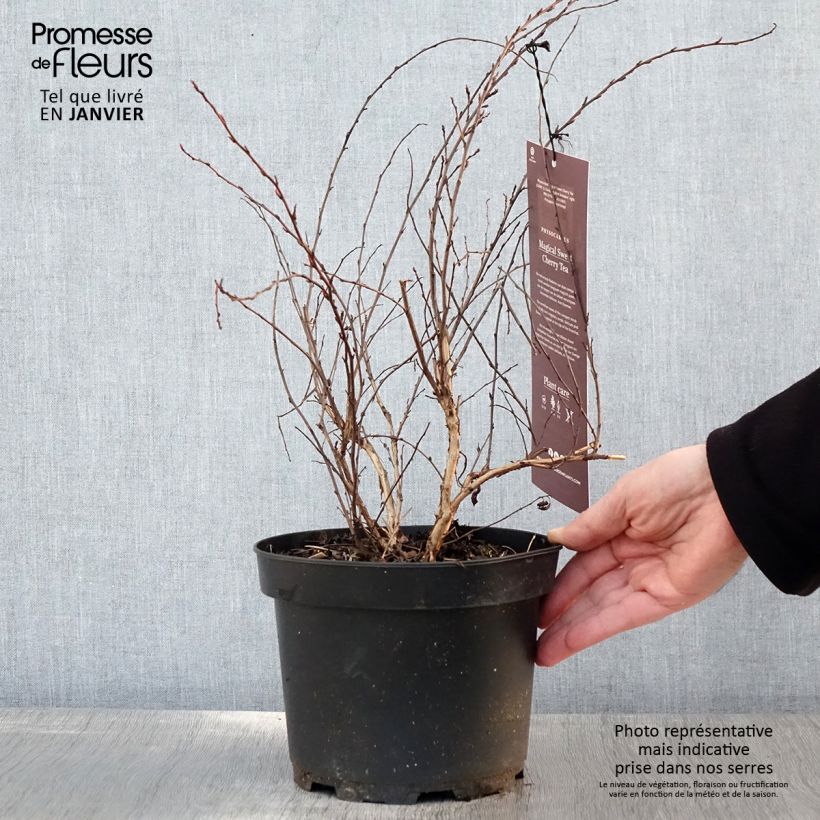 Exemplar von Physocarpus opulifolius Magic Sweet Cherry Tea Pot de 3L/4L wie im Winter geliefert