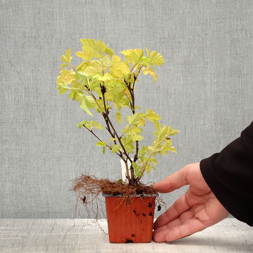 Exemplar von Blasenspiere Nugget - Physocarpus wie im Frühjahr geliefert