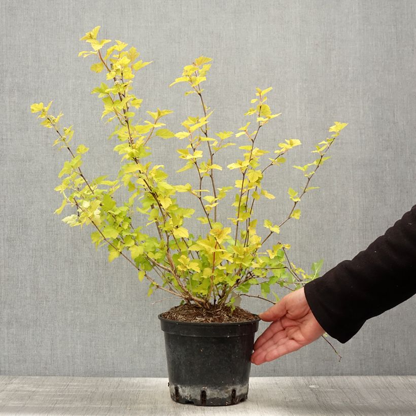 Exemplar von Blasenspiere Nugget - Physocarpus Topf mit 3L/4LGelieferte Höhe ca. 30/40cm wie im Frühjahr geliefert