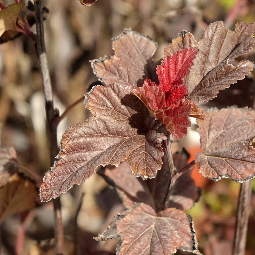 Blasenspiere Red Baron - Physocarpus (Laub)