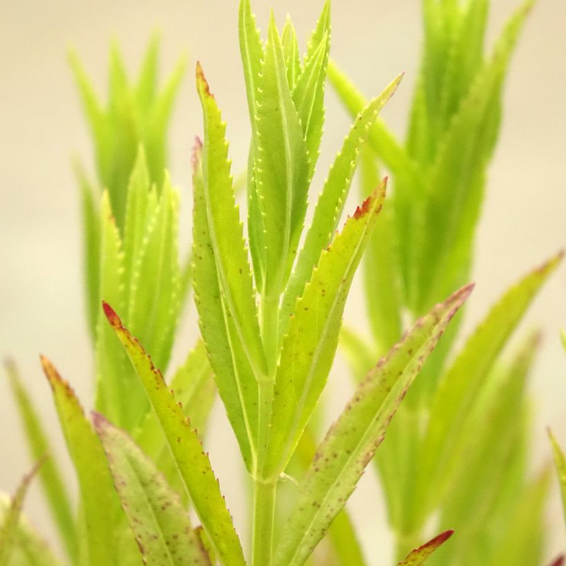 Physostegia virginiana Red Beauty - Gelenkblume (Laub)