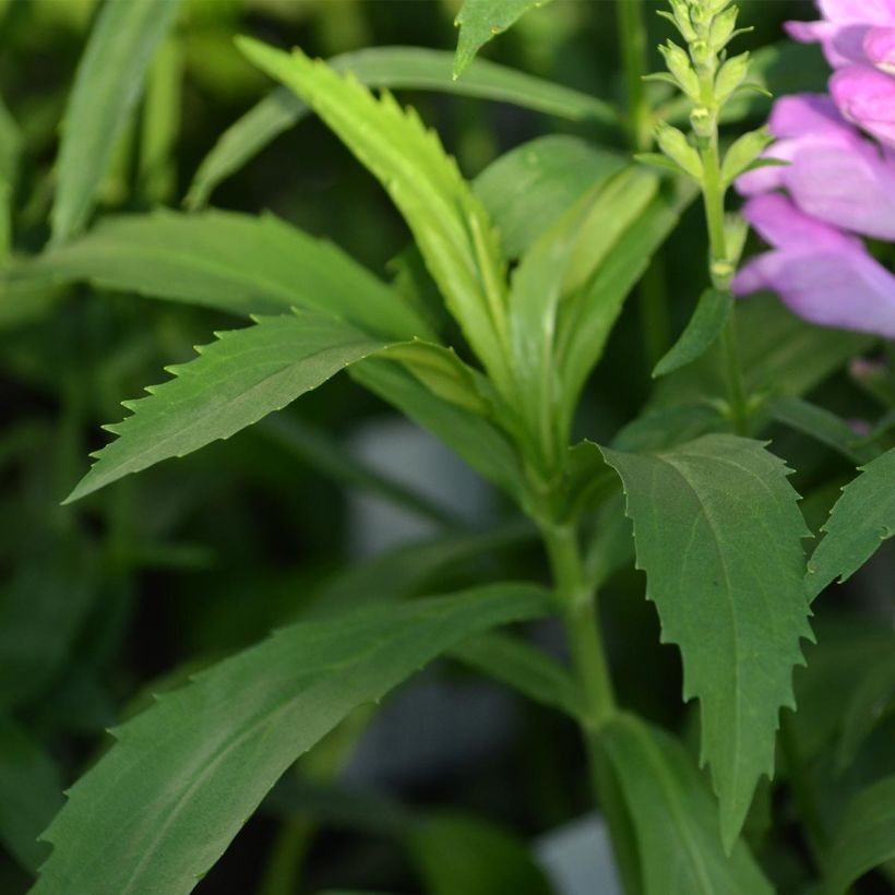 Physostegia virginiana Vivid - Gelenkblume (Laub)