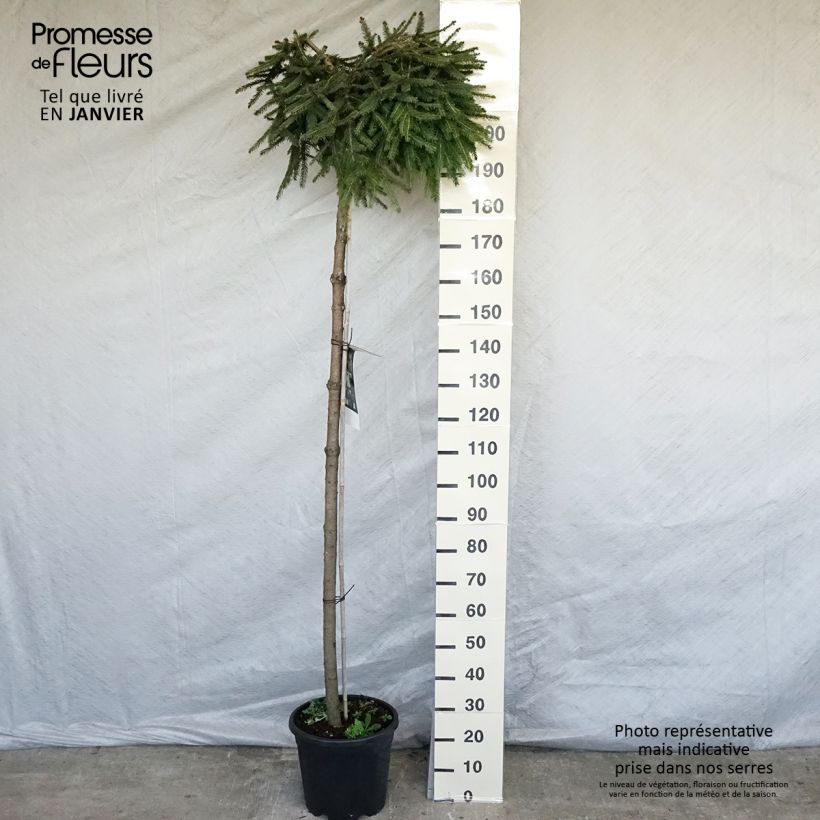 Exemplar von Picea abies Frohburg - Epicea pleureur  Pot de 20L wie im Winter geliefert