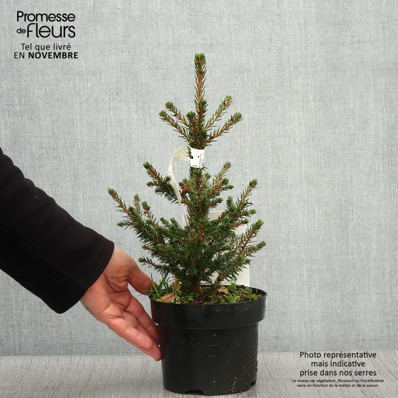 Exemplar von Picea abies Will's Zwerg wie im Herbst geliefert