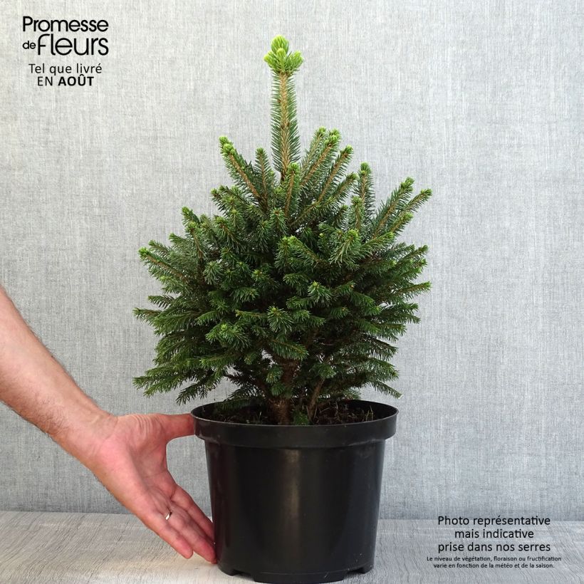 Exemplar von Picea abies Will's Zwerg wie im Sommer geliefert