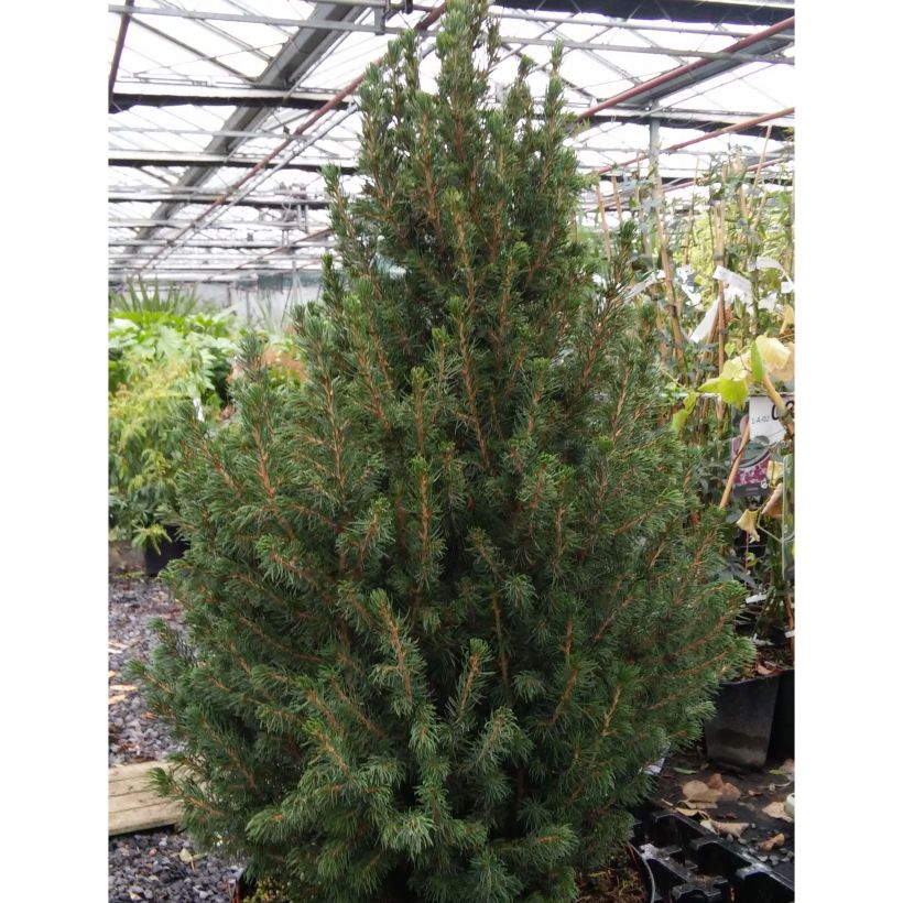 Picea glauca December (Hafen)