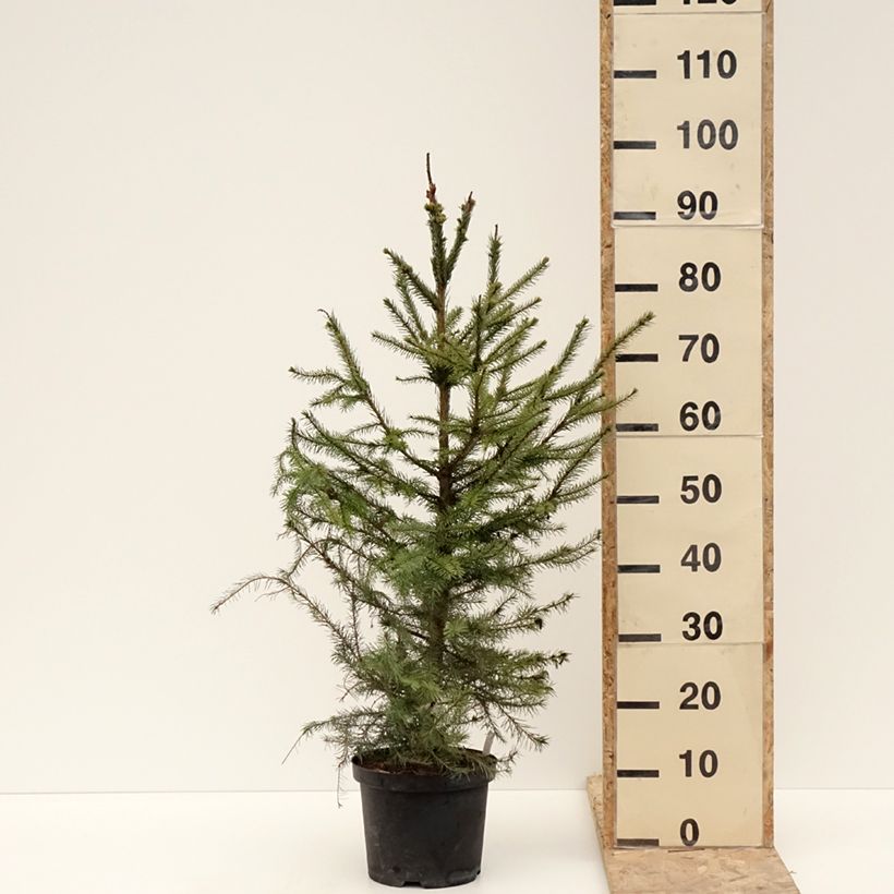 Exemplar von Picea omorika - Épicéa de Serbie Pot de 3L/4L wie im Winter geliefert