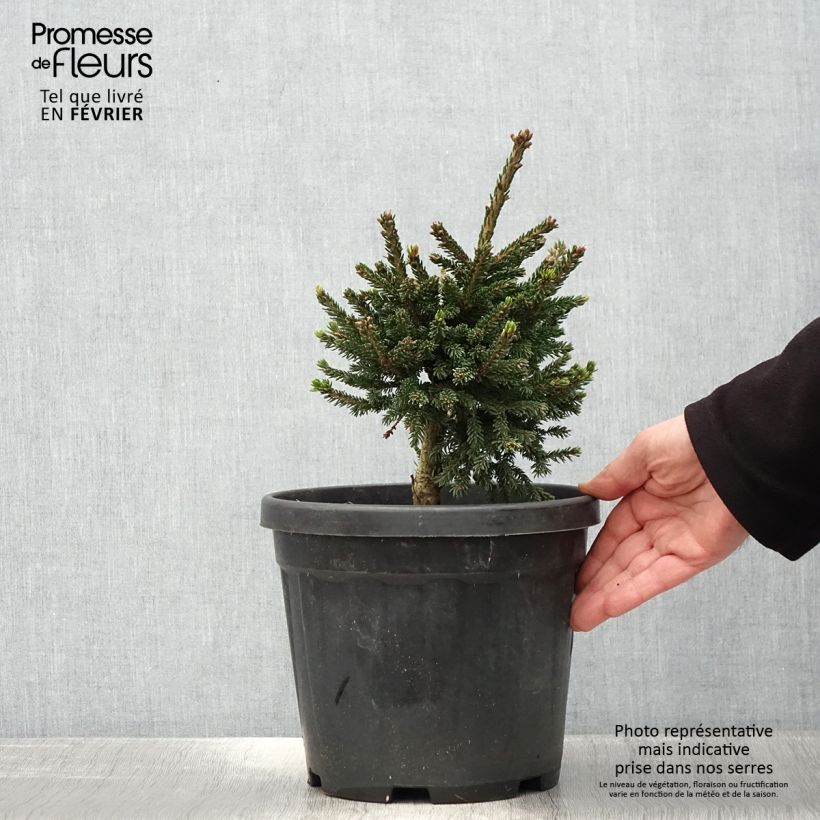 Exemplar von Picea orientalis Barnes - Sapinette d'Orient Pot de 3L/4L wie im Winter geliefert