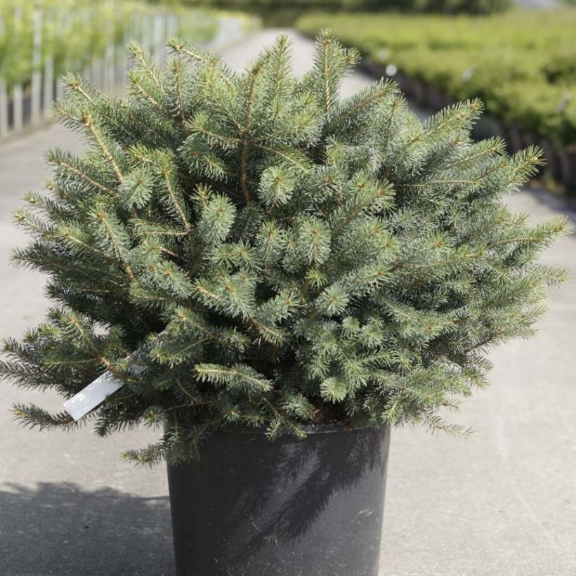 Picea sitchensis Nana (Hafen)