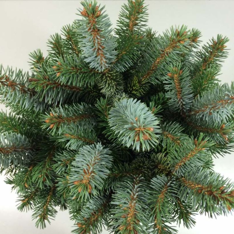 Picea sitchensis Silberzwerg (Laub)