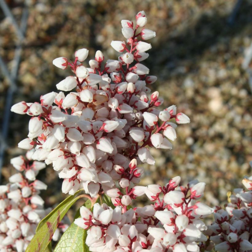 Schattenglöckchen Bonfire - Pieris japonica (Blüte)