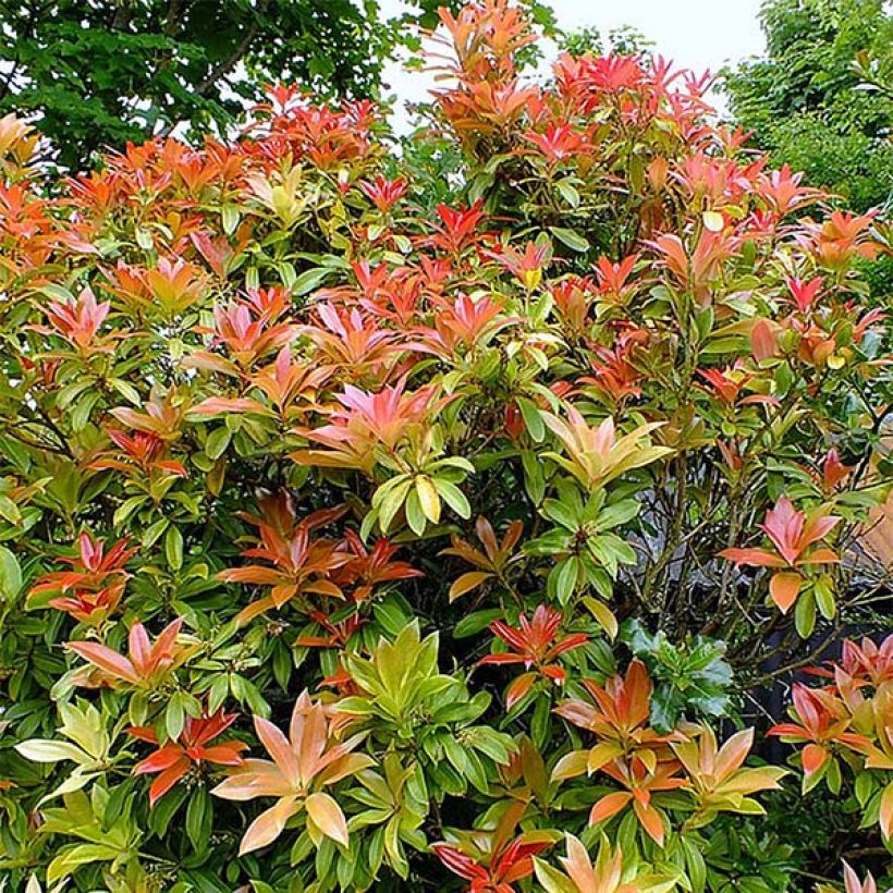 Schattenglöckchen Forest Flame - Pieris japonica (Hafen)