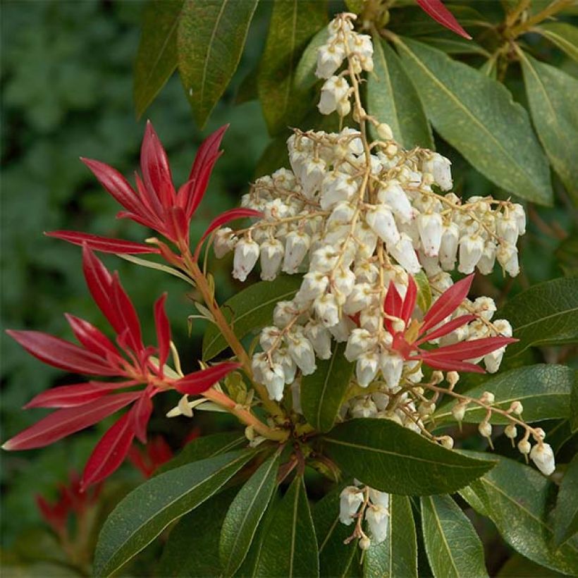 Schattenglöckchen Forest Flame - Pieris japonica (Blüte)