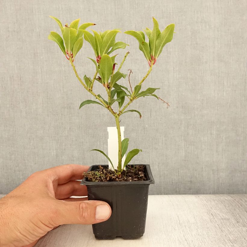 Exemplar von Pieris japonica Forest Flame en godet de 9cm wie im Sommer geliefert